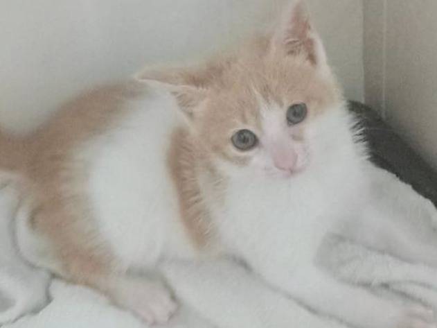 Adozione gatto, femmina, Razza sconosciuta Razza sconosciuta, 2 mesi, taglia non valida, Catanzaro