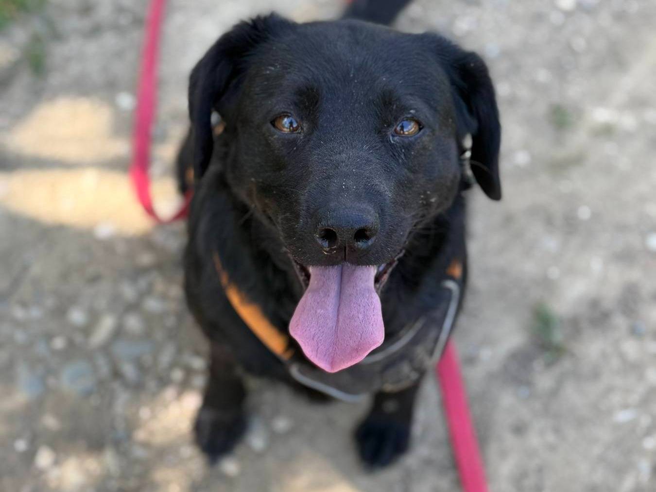 Adozione cane, femmina, Razza sconosciuta Razza sconosciuta, 2 anni e 10 mesi, taglia media contenuta, Firenze