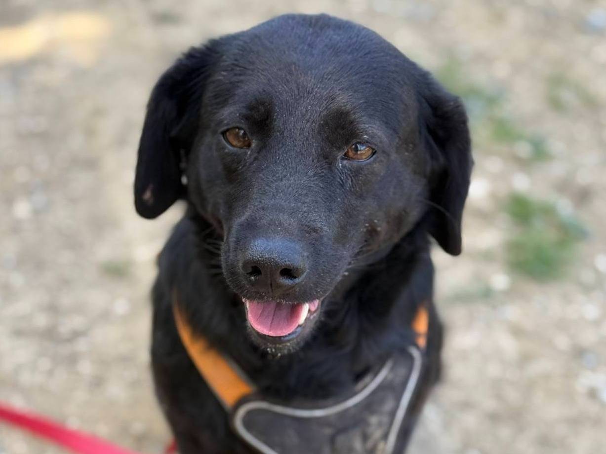 Adotta un cane, taglia media contenuta, femmina, Firenze