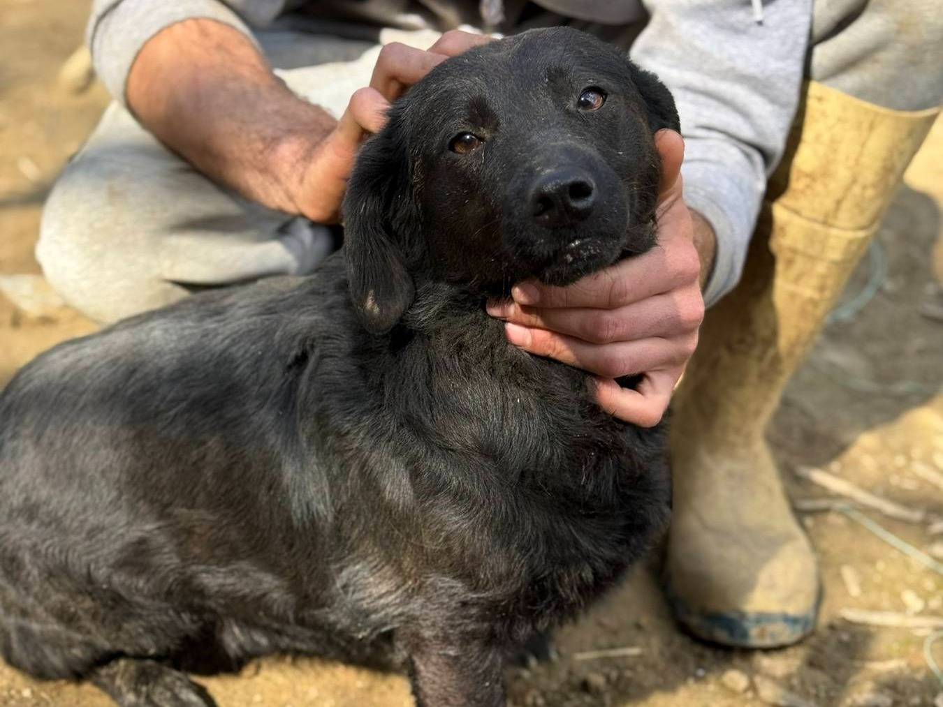 Vuoi adottare un cane a Firenze?