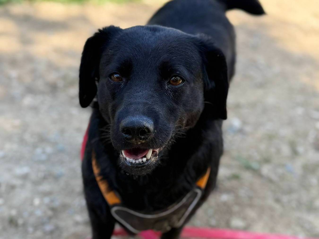 Adotta il cane CAROLINE a Firenze