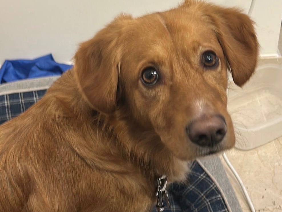 Adozione cane, maschio, Golden Retriever Razza sconosciuta, 1 anno e 10 mesi, taglia media contenuta, Verona