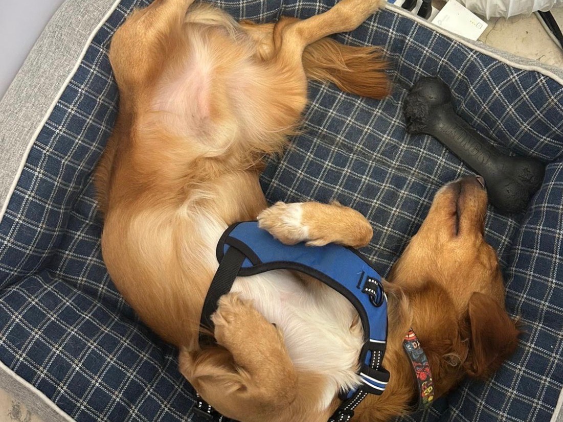 Adotta un cane, taglia media contenuta, maschio, Verona