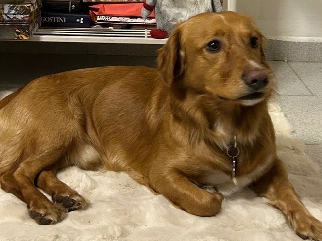 Vuoi adottare un cane a Verona?