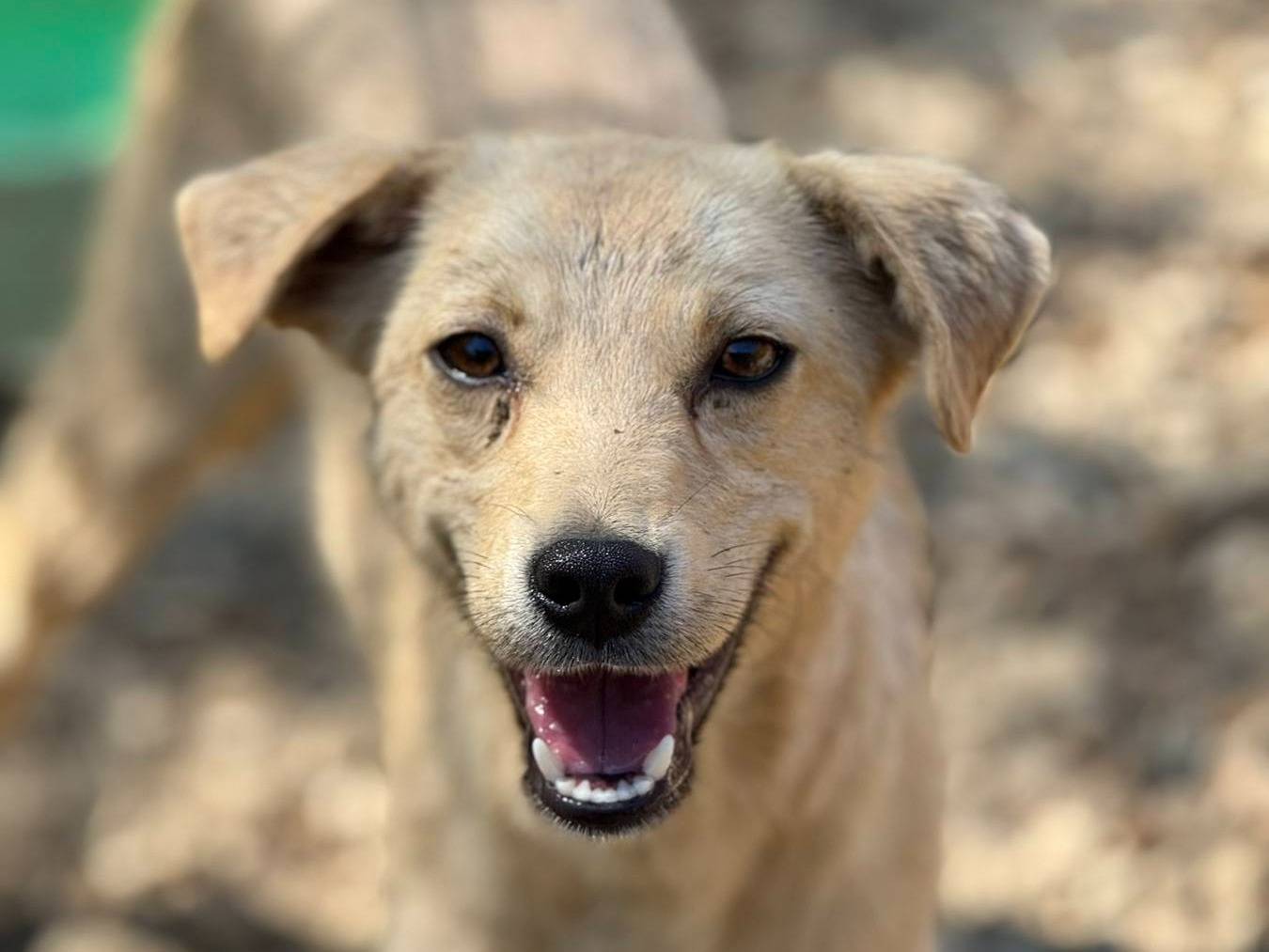 Adozione cane, maschio, Razza sconosciuta Razza sconosciuta, 9 mesi, taglia media contenuta, Firenze