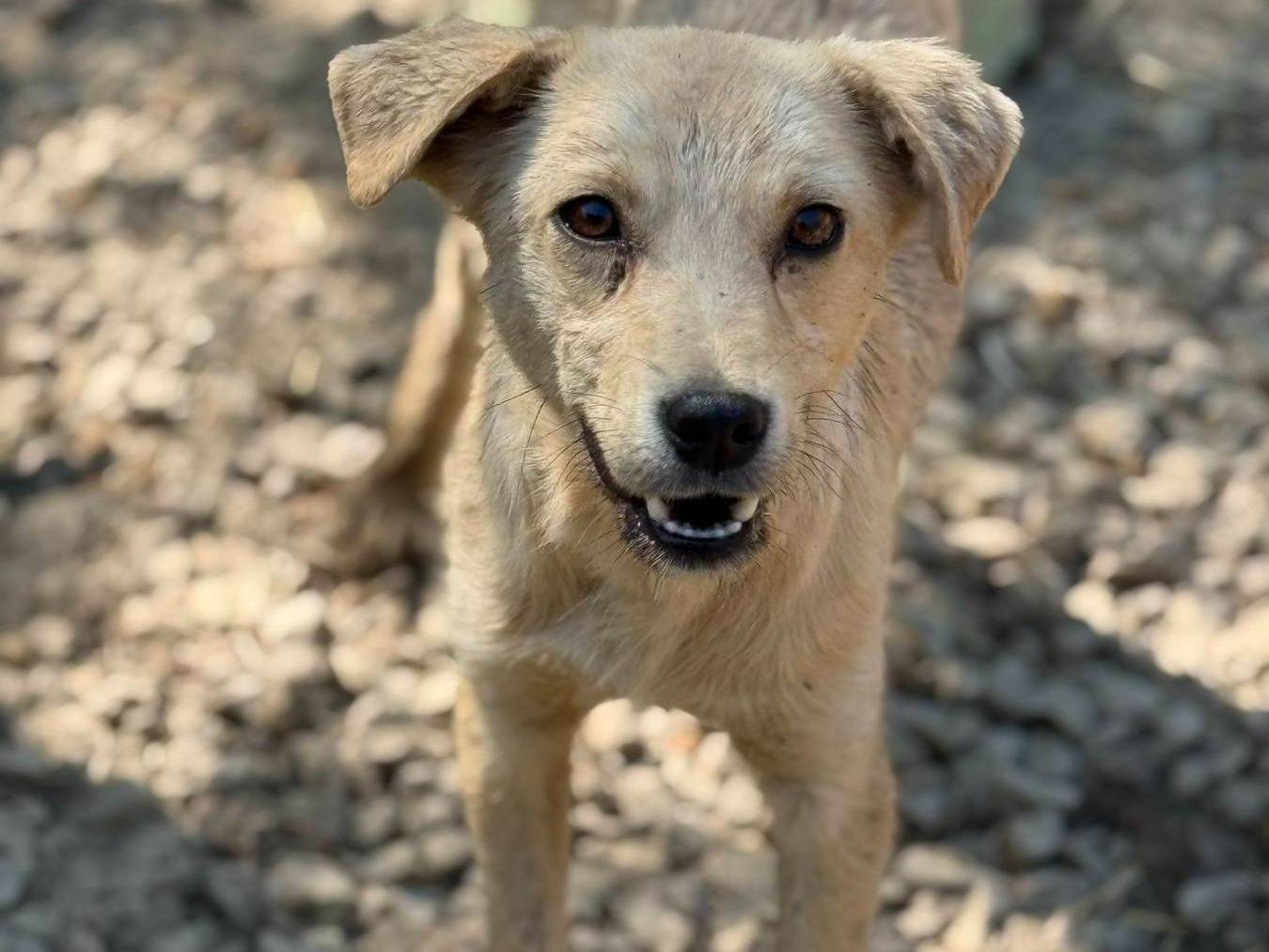 Adotta un cane, maschio, 9 mesi, Firenze