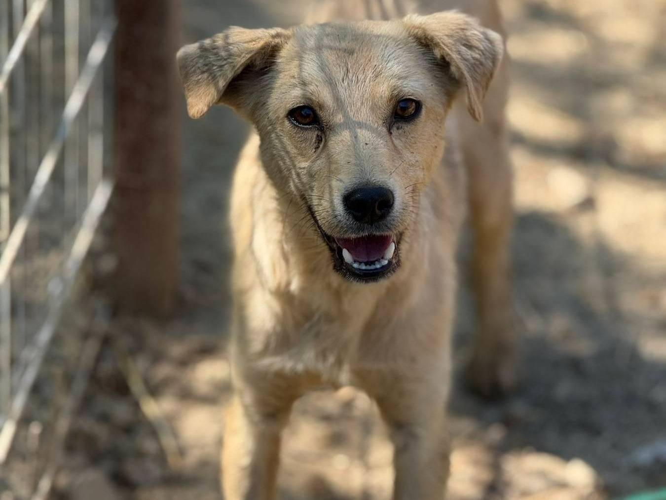 Adotta un cane, taglia media contenuta, maschio, Firenze
