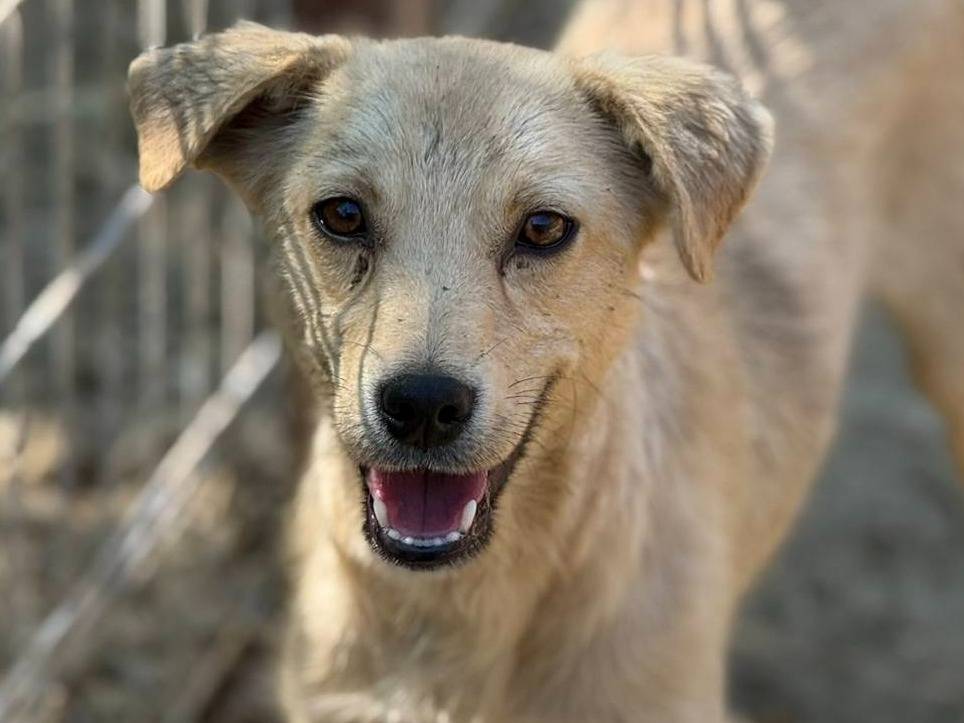 Vuoi adottare un cane a Firenze?