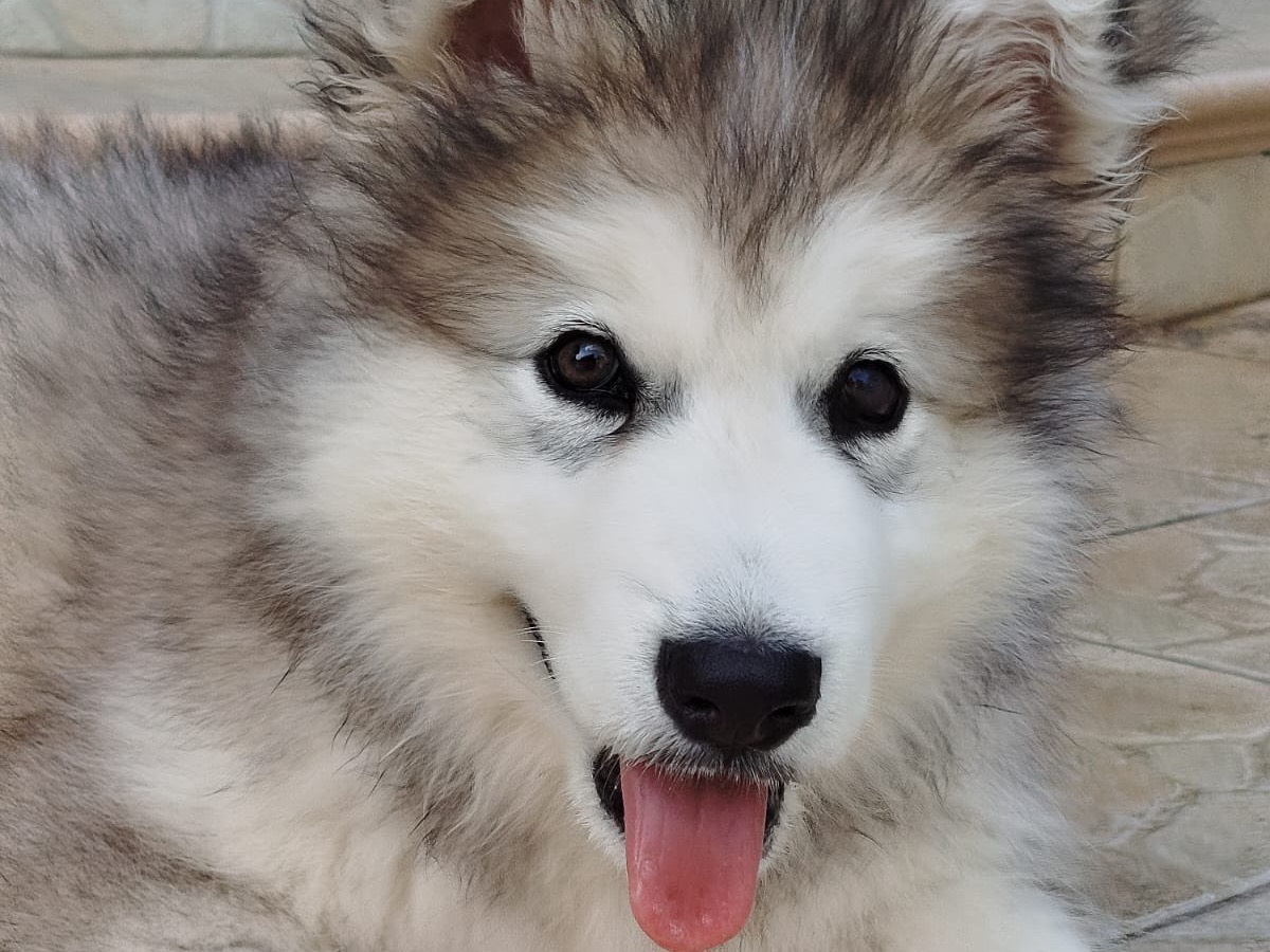 Adozione cane, maschio, Siberian Husky Razza sconosciuta, 4 mesi, taglia gigante, Matera