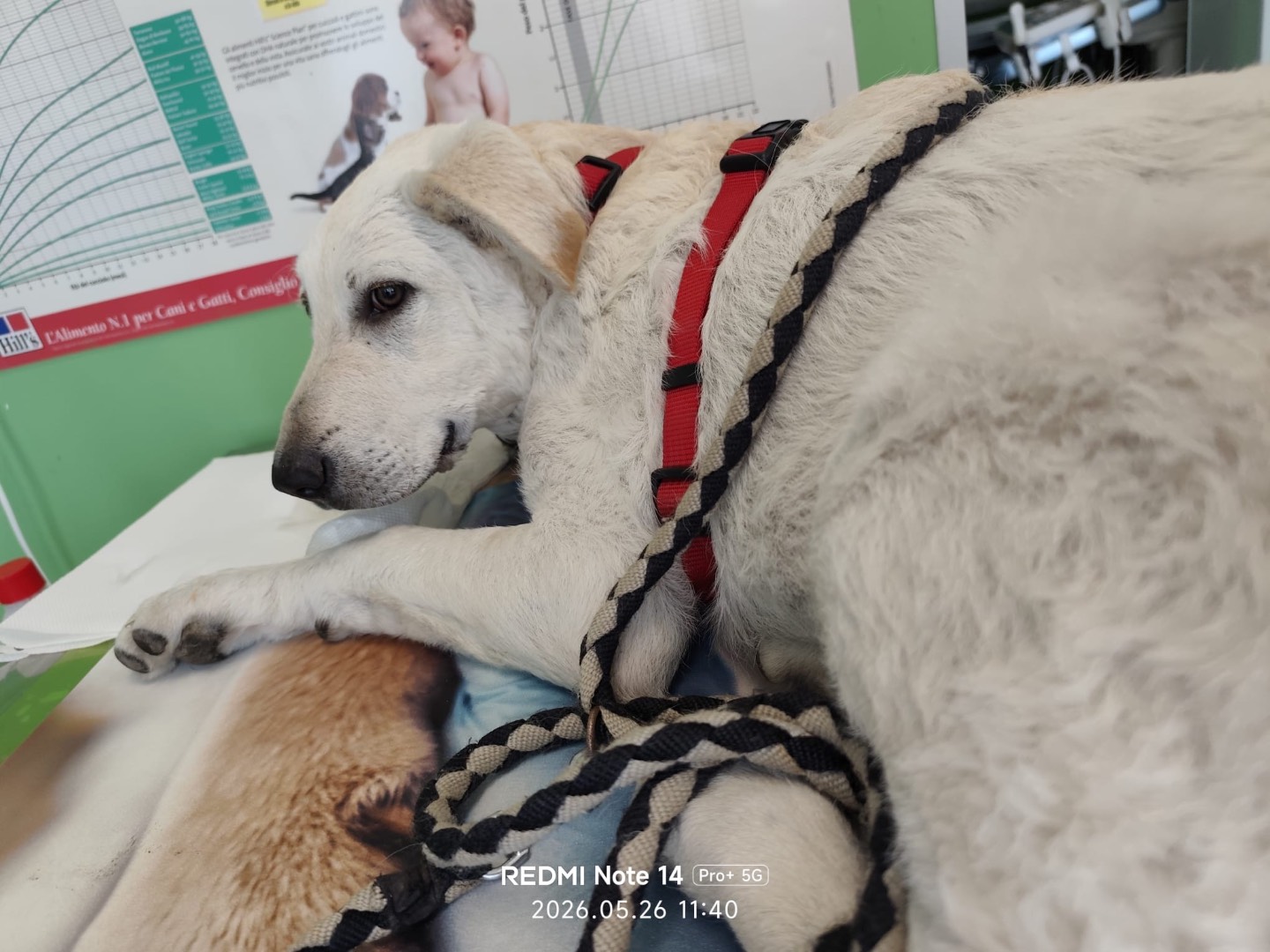 Adozione cane, maschio, Razza sconosciuta Razza sconosciuta, 5 mesi, taglia grande, Matera