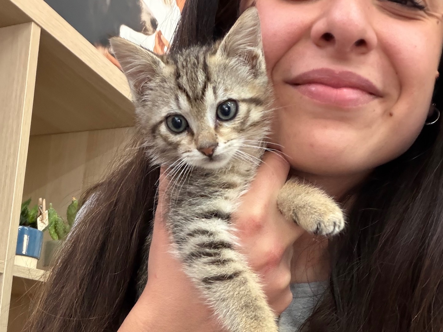 Adozione gatto, maschio, Razza sconosciuta Razza sconosciuta, 3 mesi, taglia non valida, Matera