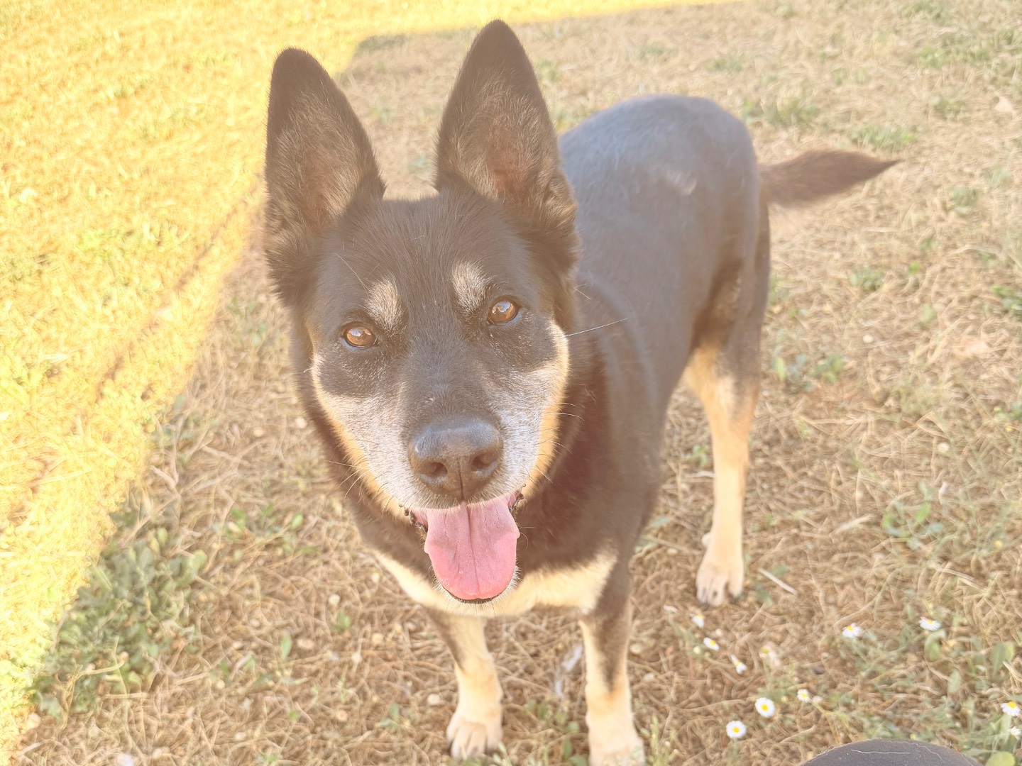 Adozione cane, femmina, Razza sconosciuta Razza sconosciuta, 12 anni e 1 mese, taglia media, Bari
