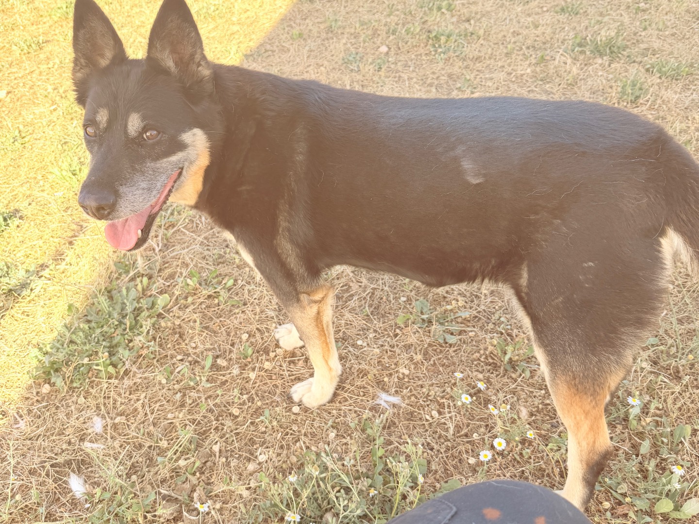 Adotta un cane, femmina, 12 anni e 1 mese, Bari