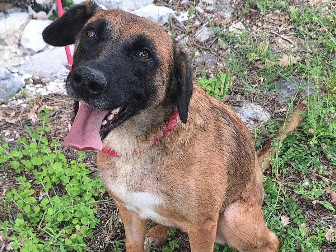 Adozione cane, femmina, Razza sconosciuta Razza sconosciuta, 3 anni e 1 mese, taglia media, Teramo