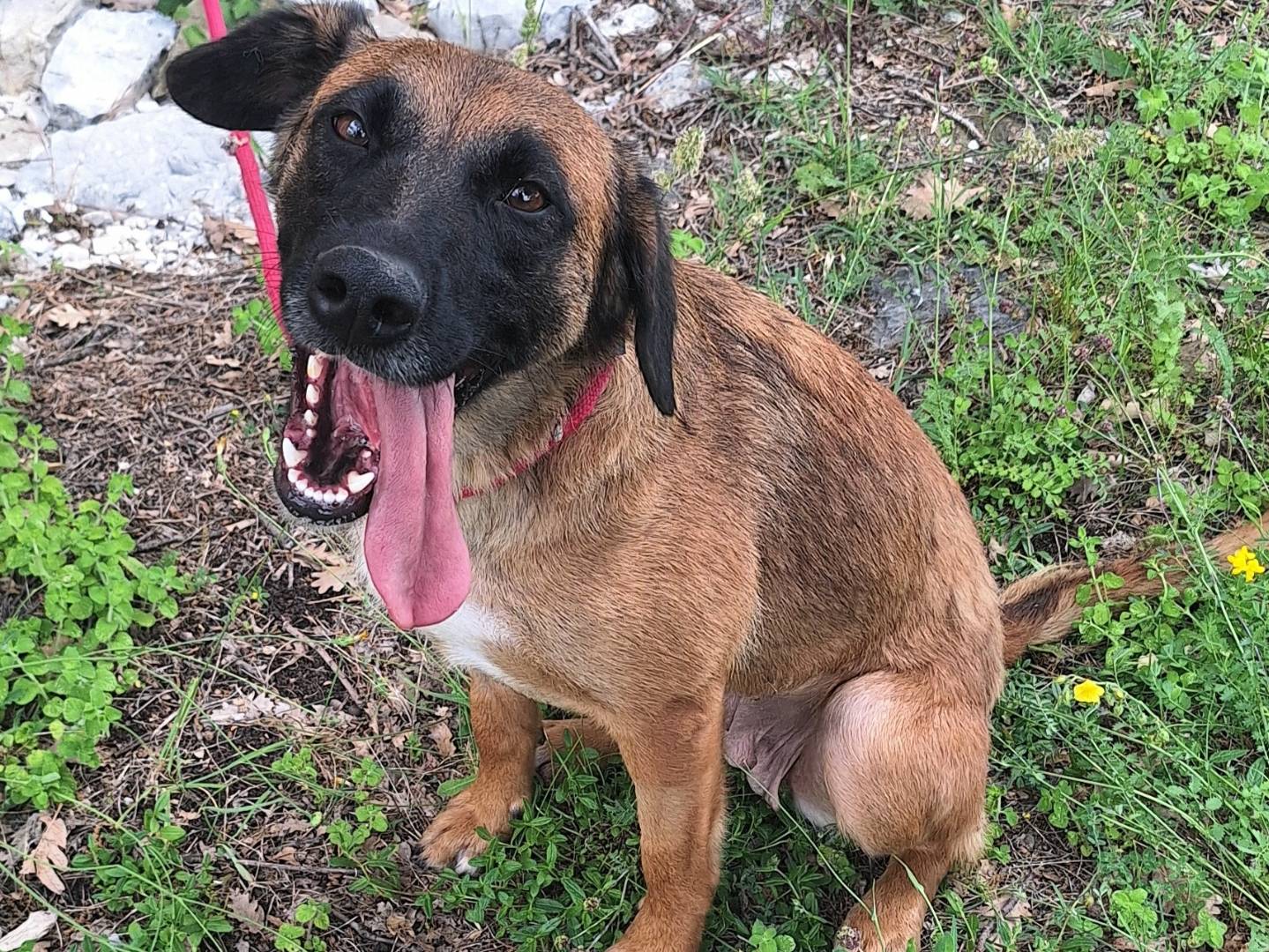 Adotta un cane, taglia media, femmina, Teramo