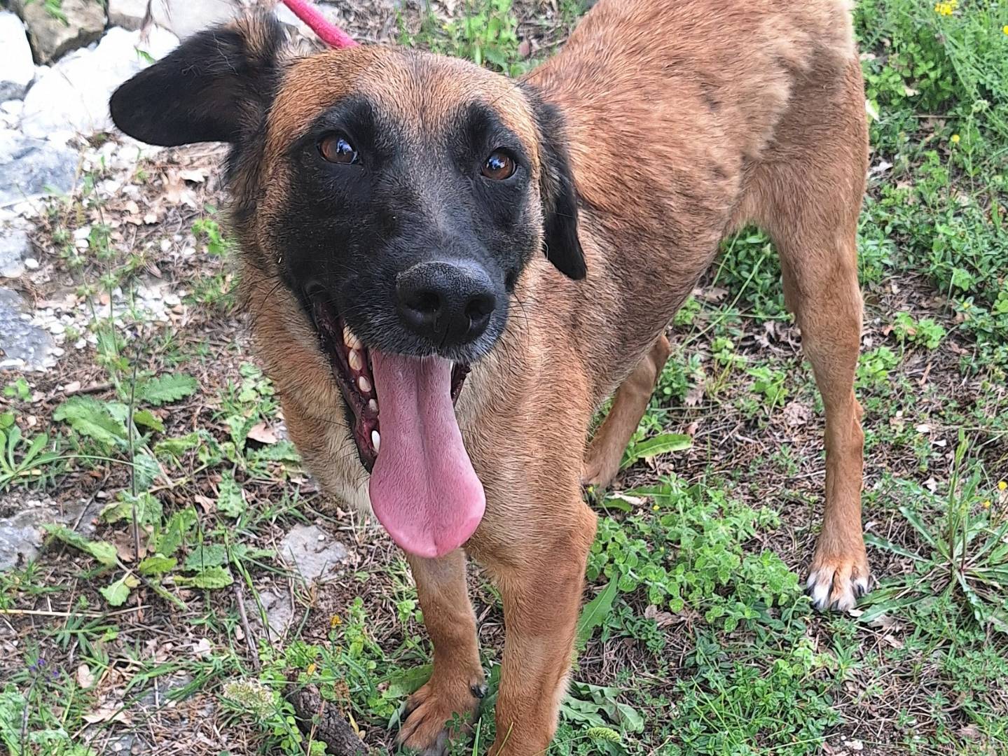 Vuoi adottare un cane a Teramo?