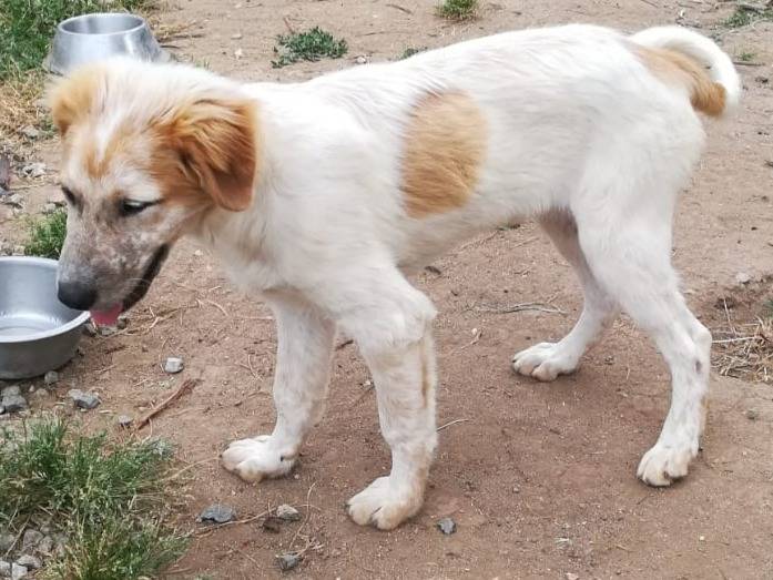 Adotta un cane, maschio, 6 mesi, Milano