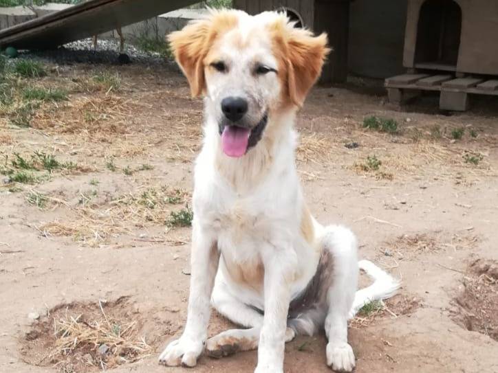 Adotta un cane, taglia media, maschio, Milano