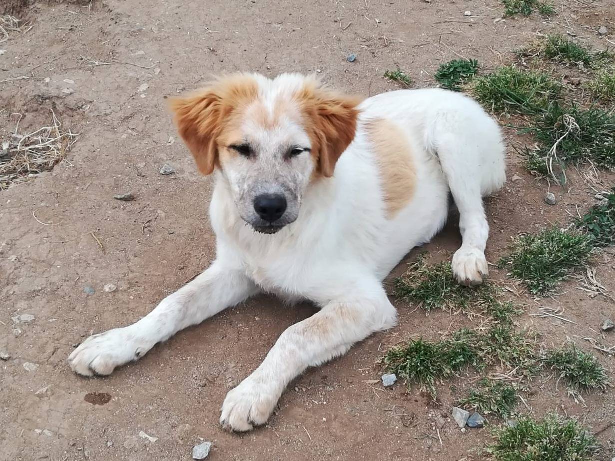 Vuoi adottare un cane a Milano?