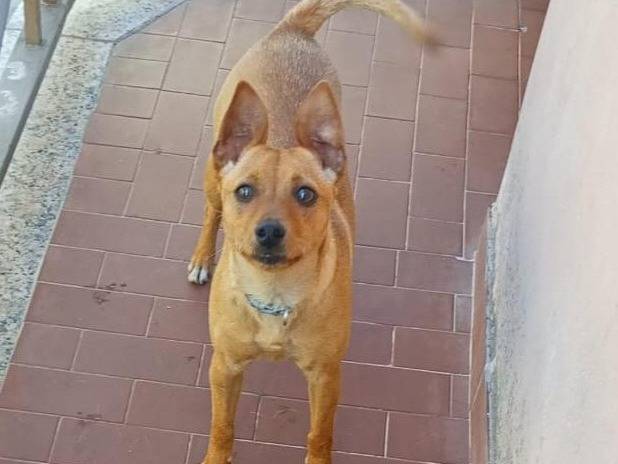 Adozione cane, femmina, Pinscher Razza sconosciuta, 5 mesi, taglia piccola, Varese
