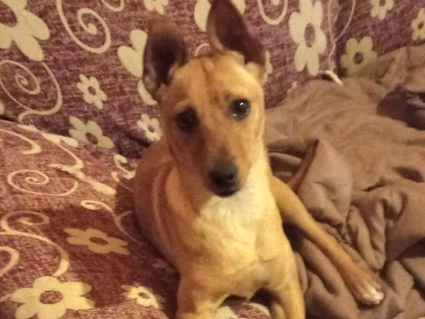 Adotta un cane, femmina, 5 mesi, Varese
