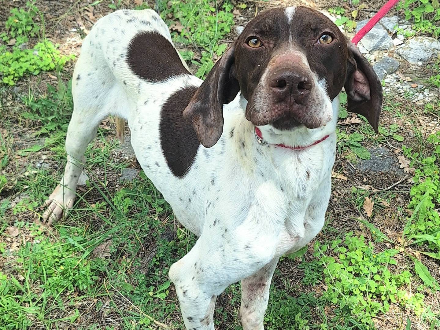 Adotta un cane, maschio, 3 anni e 1 mese, Teramo