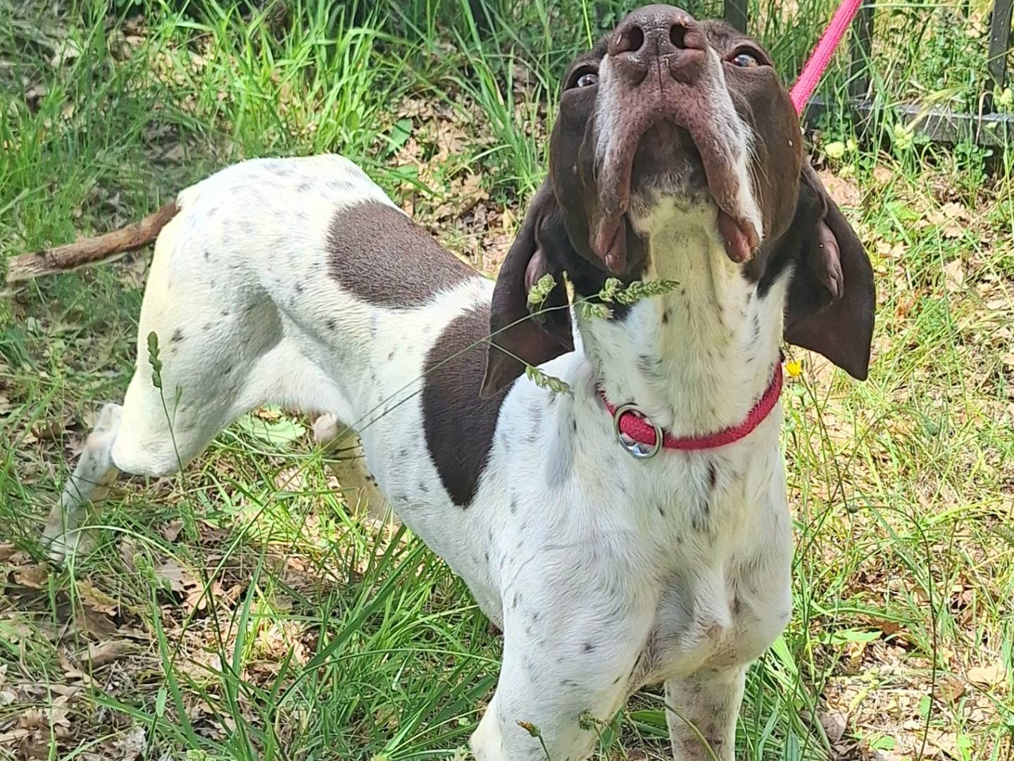 Vuoi adottare un cane a Teramo?