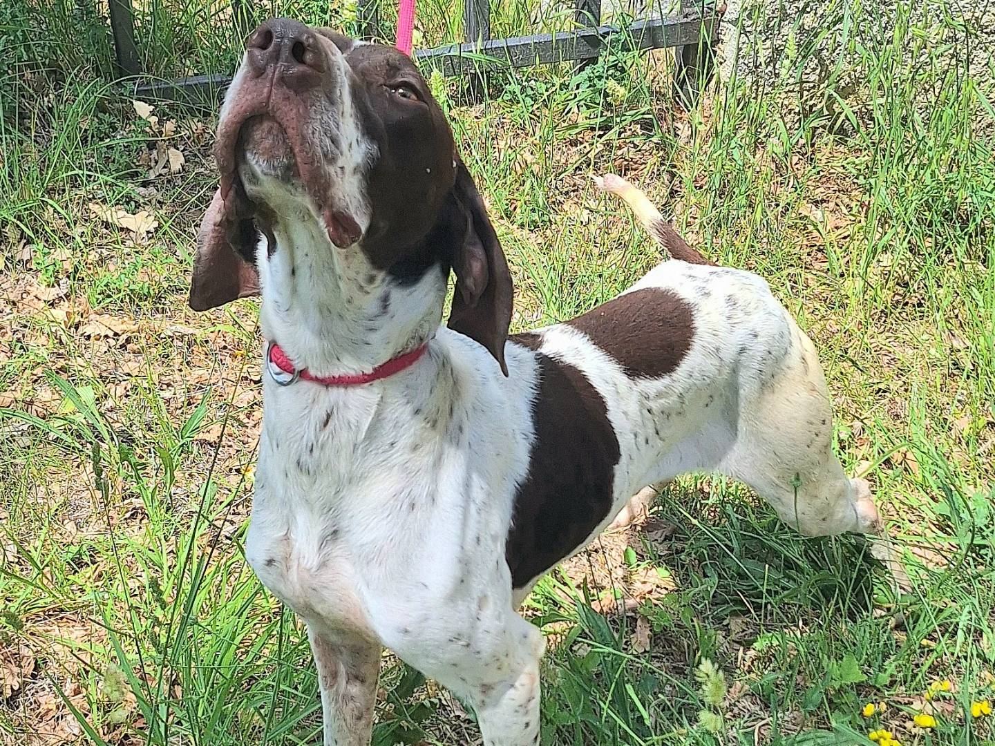 Adotta il cane Goya  a Teramo