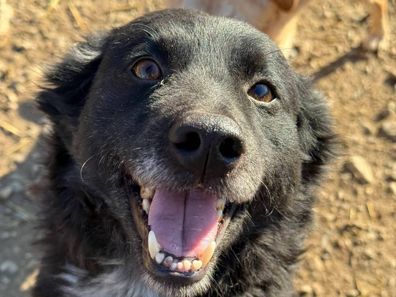 Adotta un cane, femmina, 2 anni e 2 mesi, Firenze