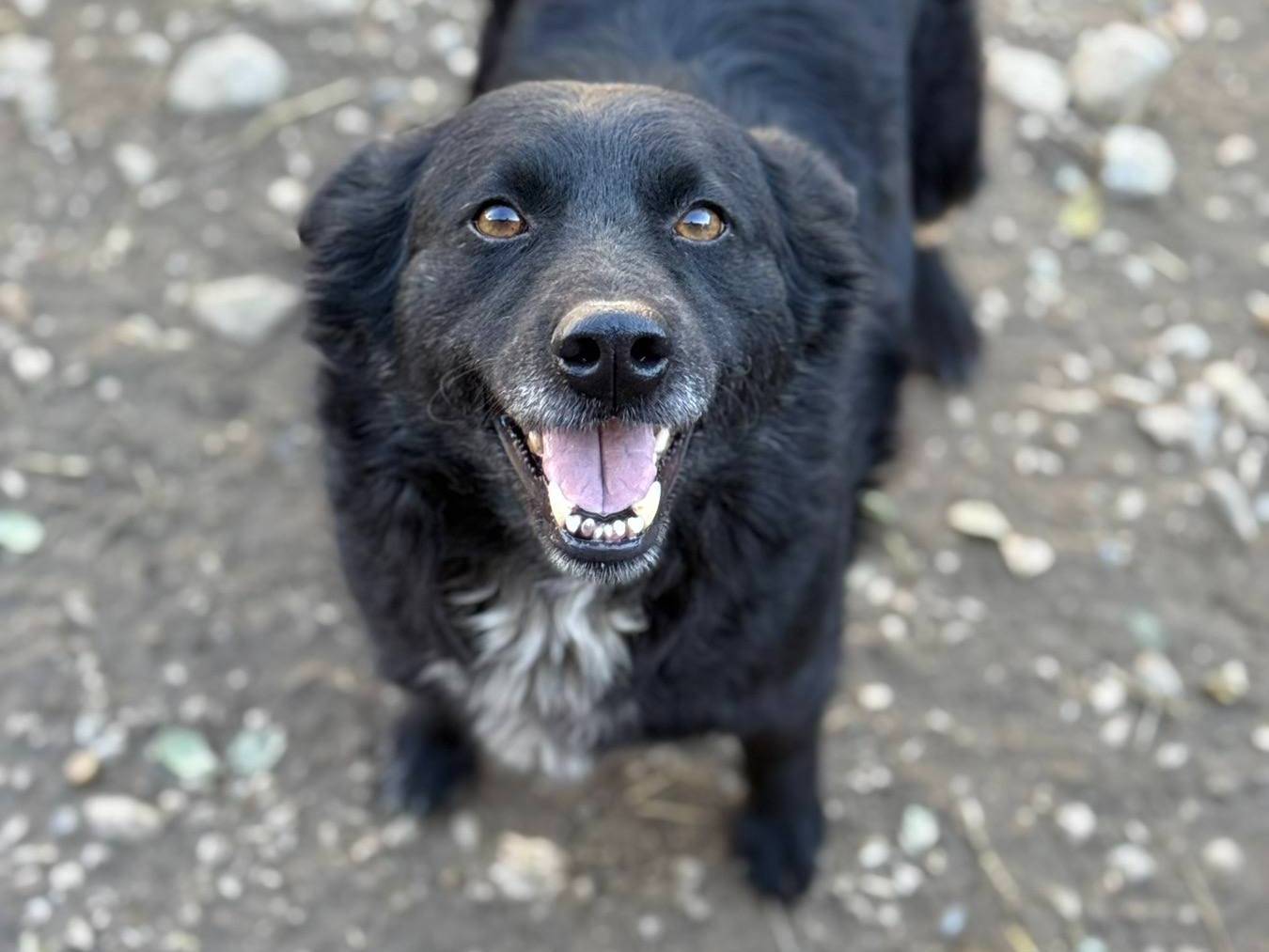 Adotta un cane, taglia media, femmina, Firenze