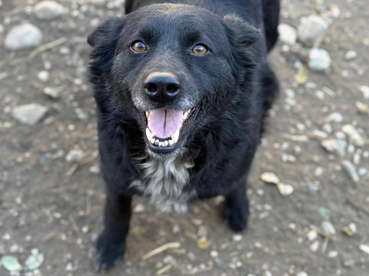 Vuoi adottare un cane a Firenze?