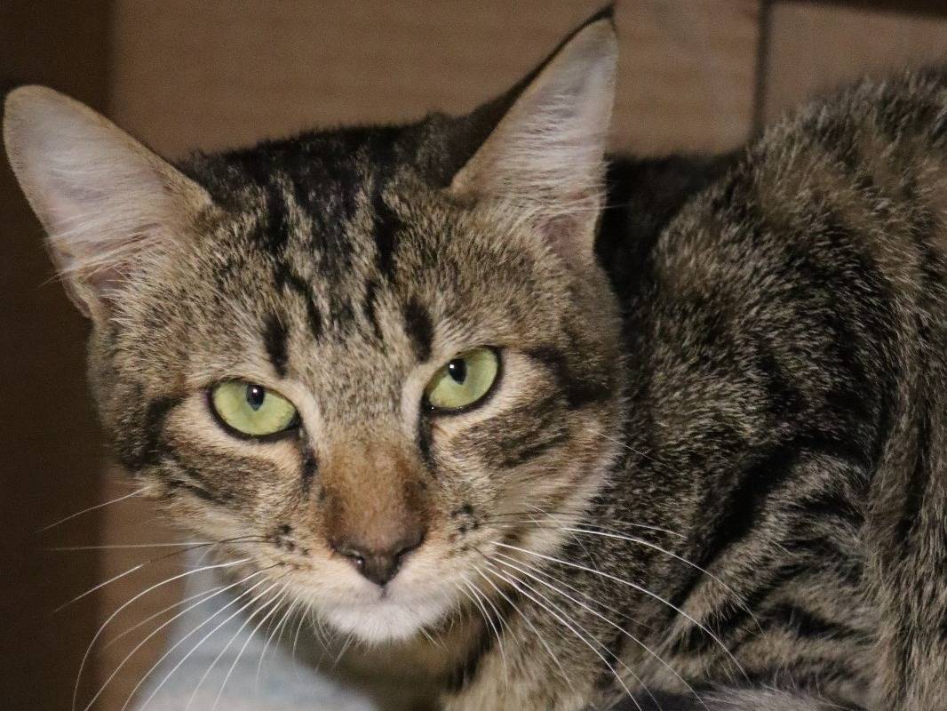 Adozione gatto, femmina, Razza sconosciuta Razza sconosciuta, 1 anno e 9 mesi, taglia non valida, Milano