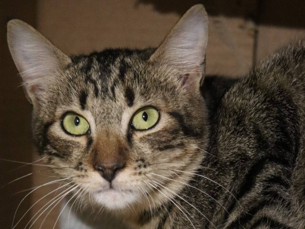Adotta un gatto, femmina, 1 anno e 9 mesi, Milano