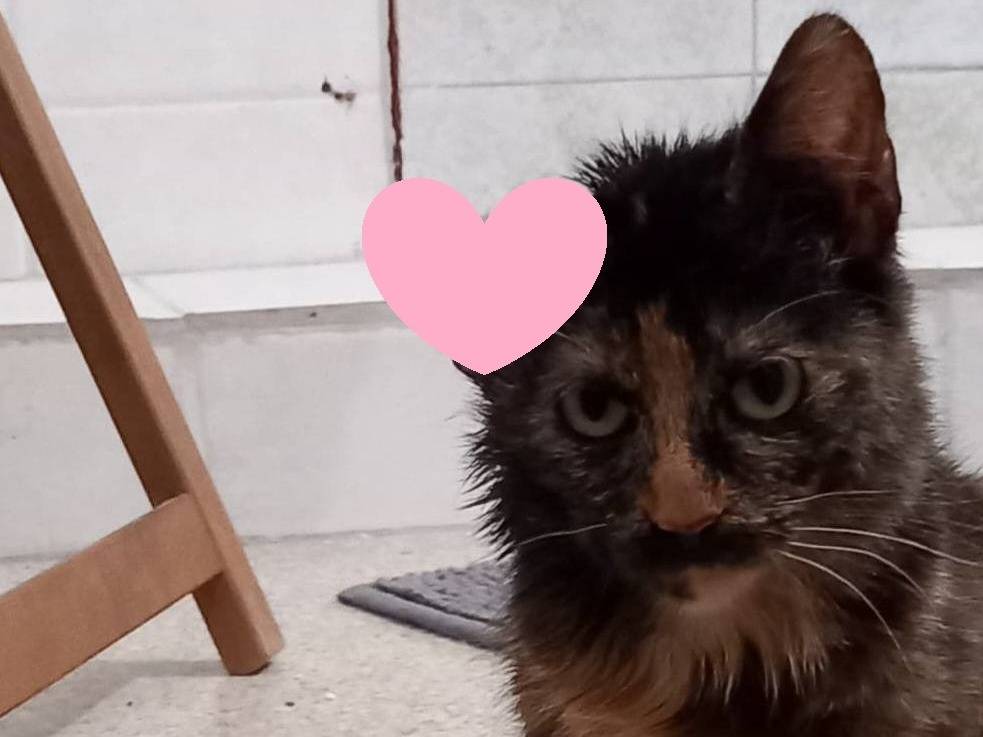 Adotta un gatto, femmina, 7 mesi, Varese