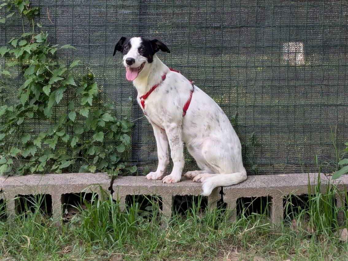 Adozione cane, femmina, Razza sconosciuta Razza sconosciuta, 6 mesi, taglia media contenuta, Milano