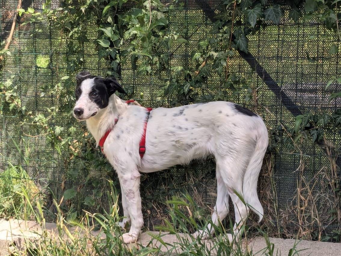 Adotta un cane, femmina, 6 mesi, Milano