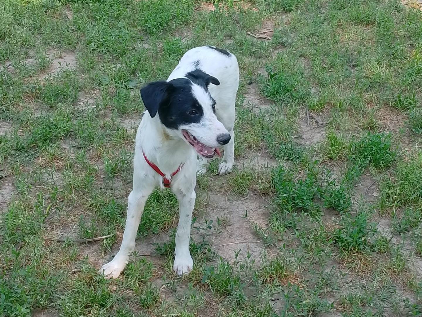 Adotta un cane, taglia media contenuta, femmina, Milano