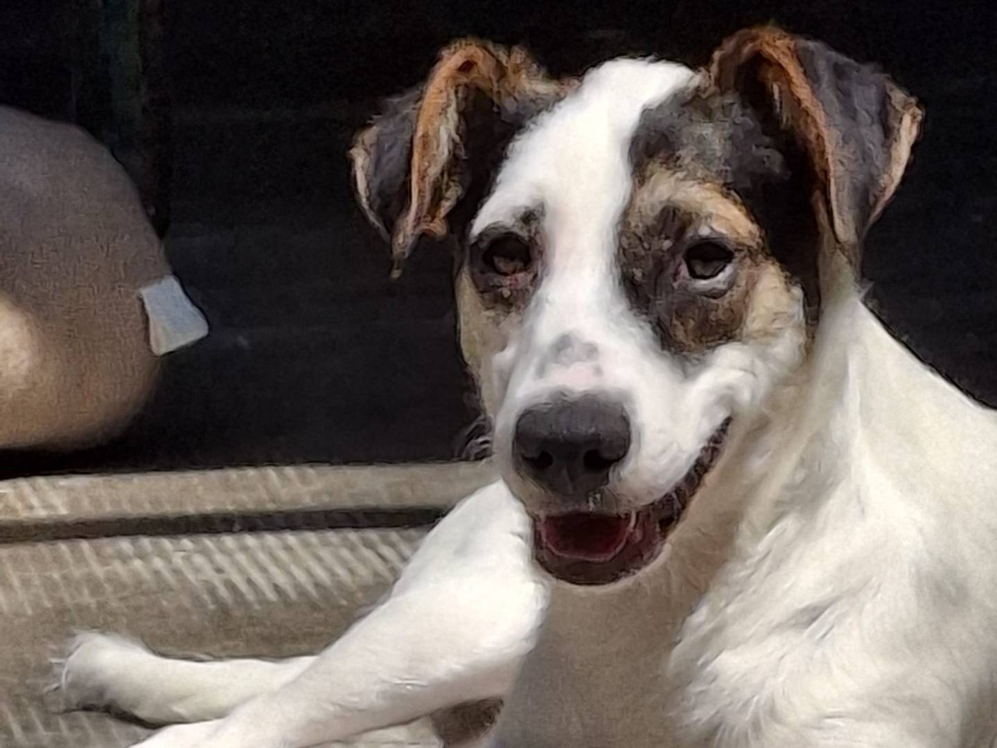 Adozione cane, femmina, Razza sconosciuta Razza sconosciuta, 5 mesi, taglia media contenuta, Milano