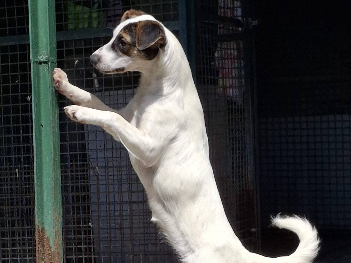 Adotta un cane, femmina, 5 mesi, Milano