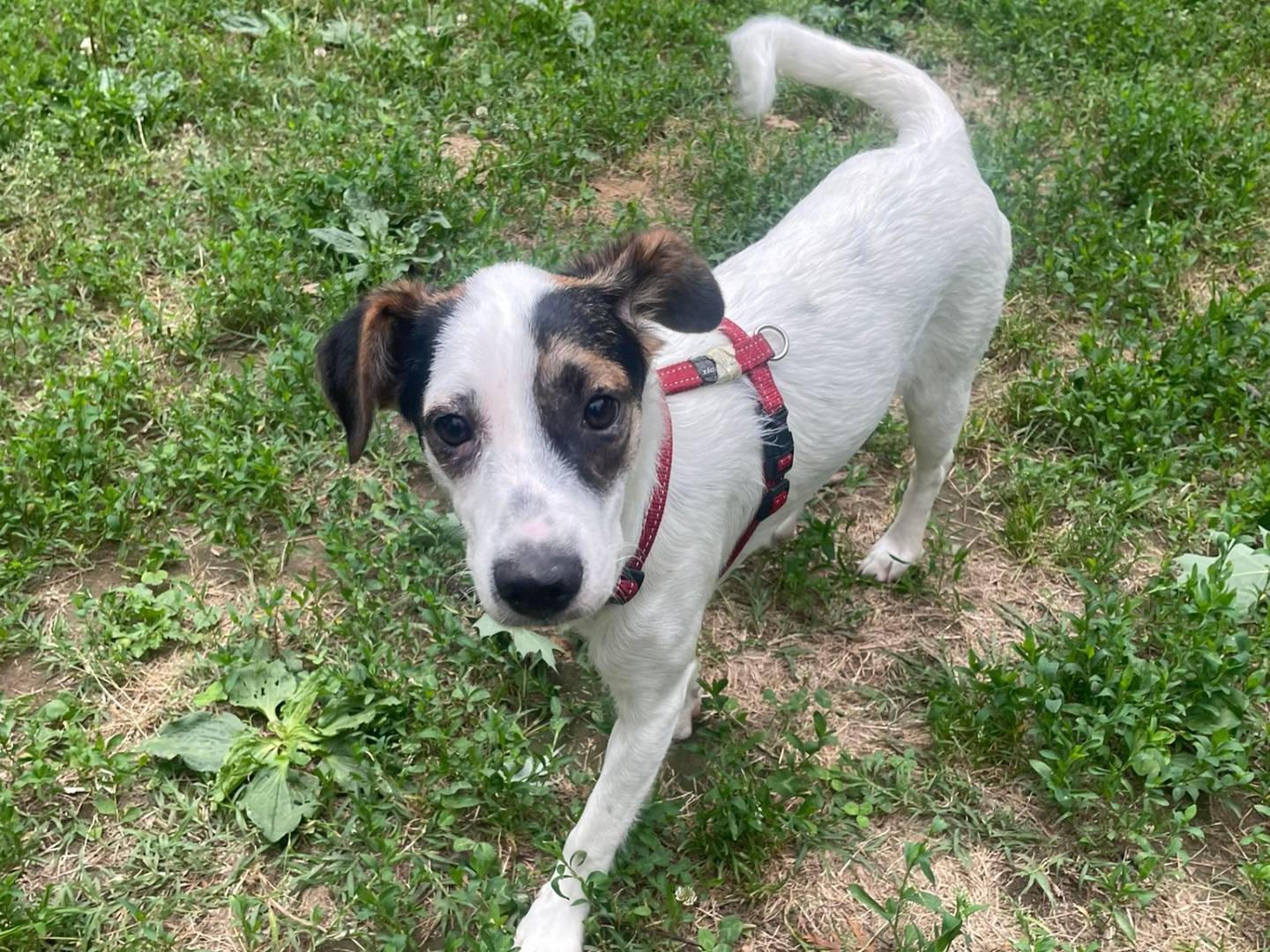 Adotta un cane, taglia media contenuta, femmina, Milano