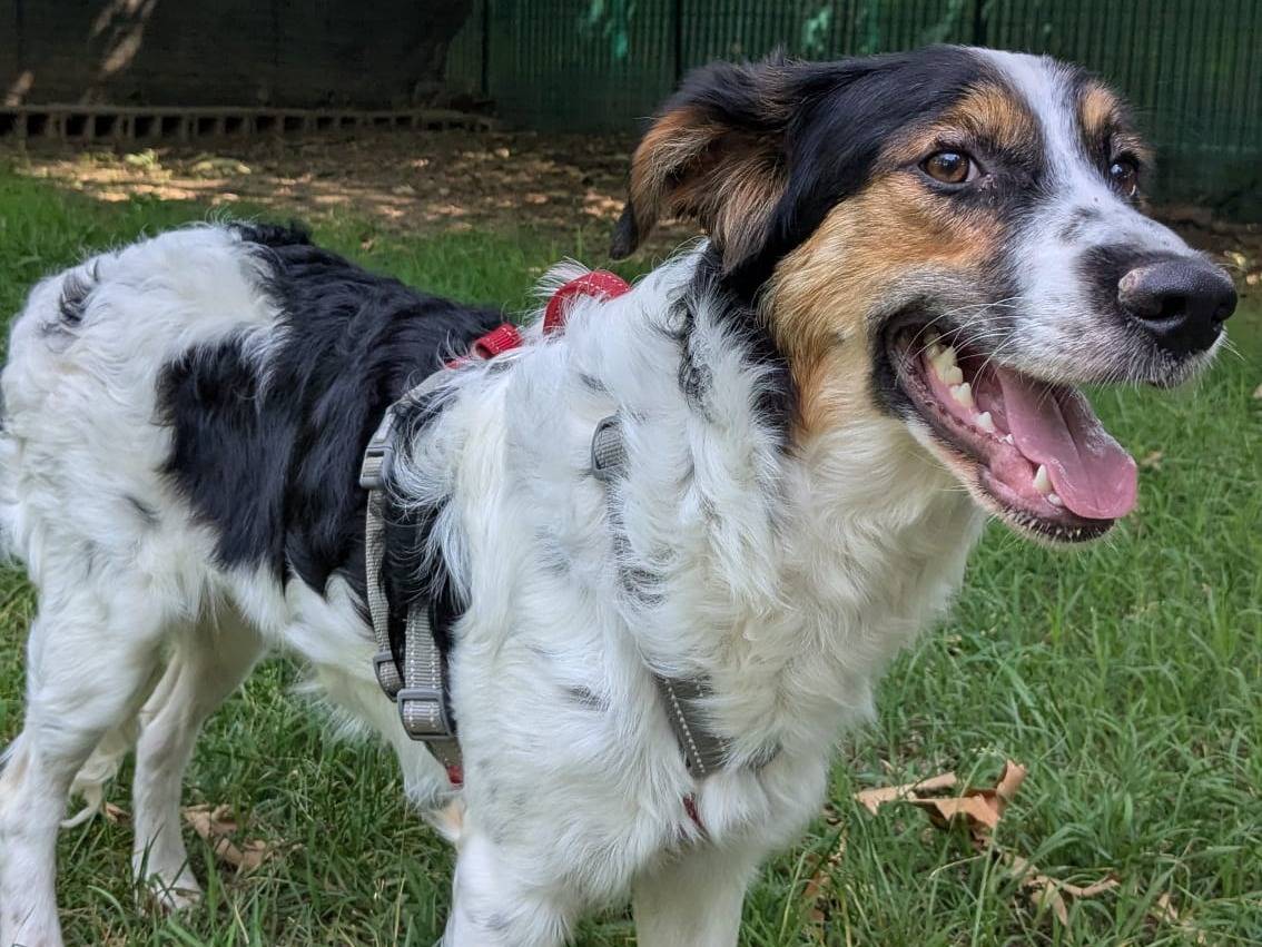 Adotta un cane, taglia media, maschio, Milano
