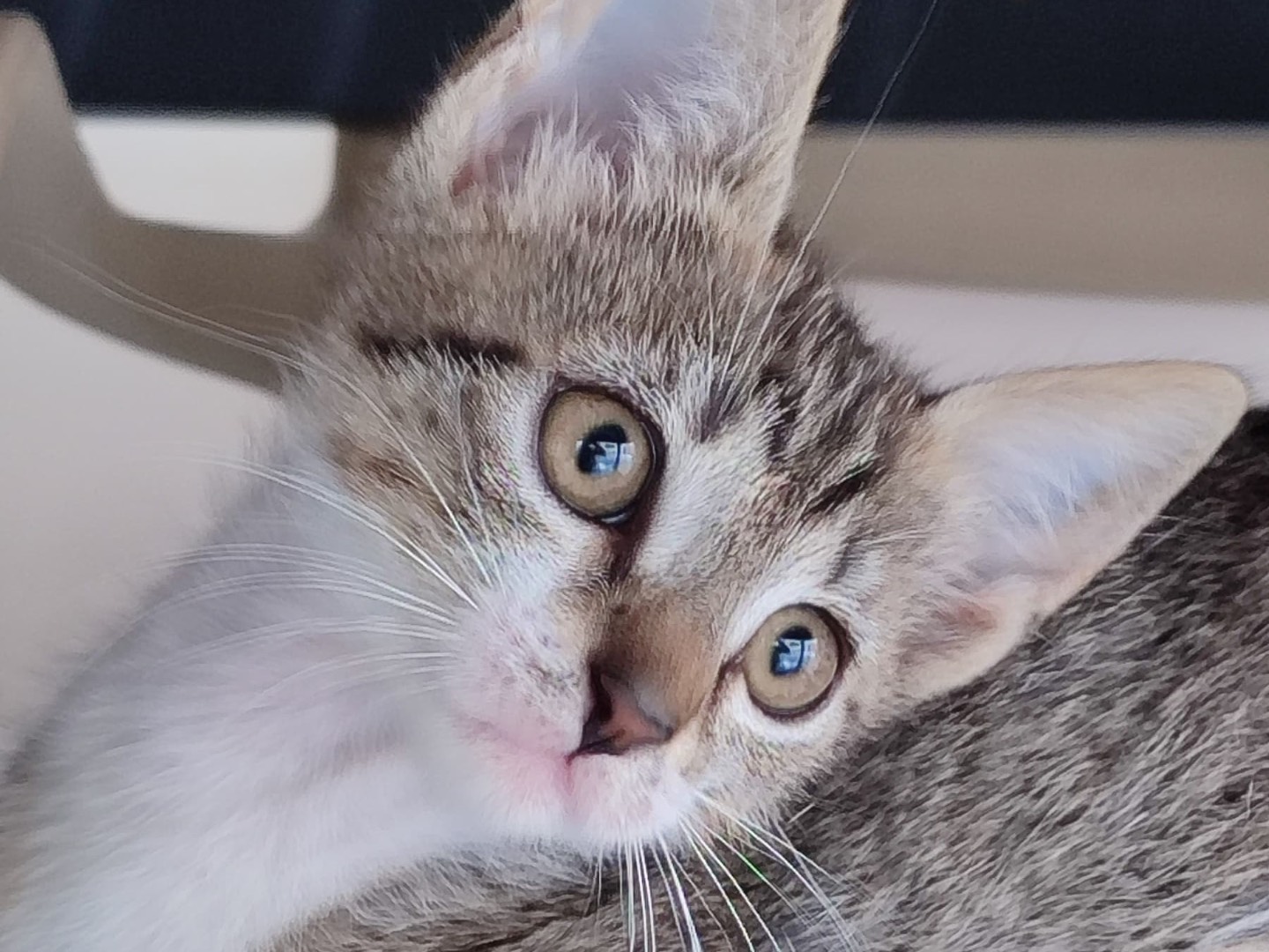 Adotta un gatto, femmina, 2 mesi, Milano
