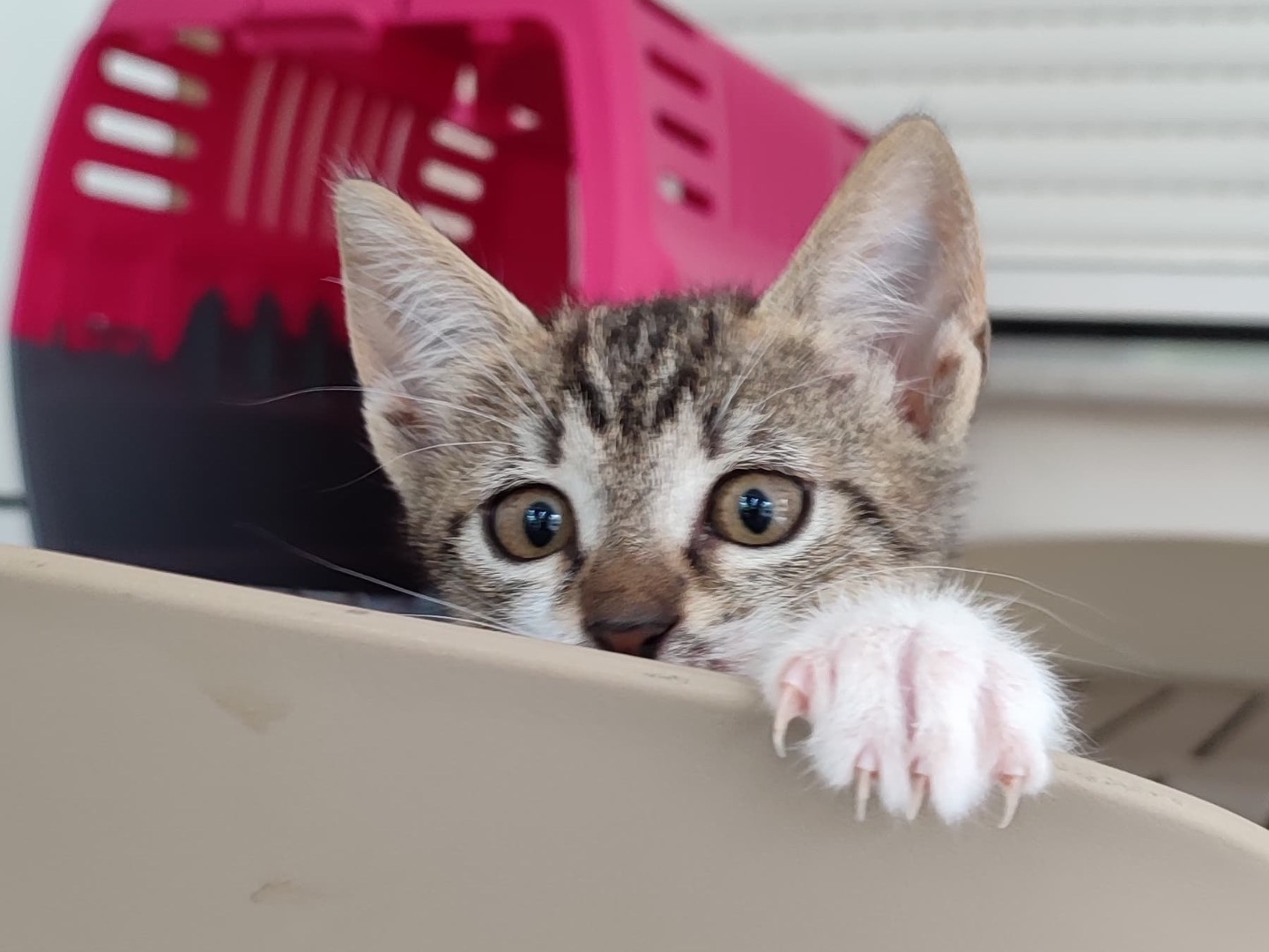 Adotta un gatto, taglia non valida, femmina, Milano