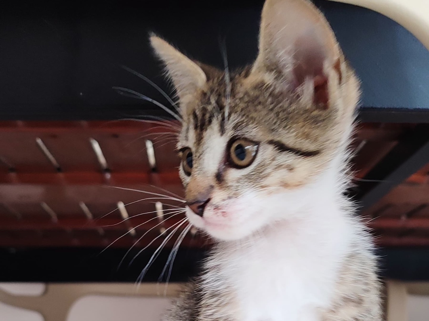 Adotta il gatto Matty Patricia a Milano