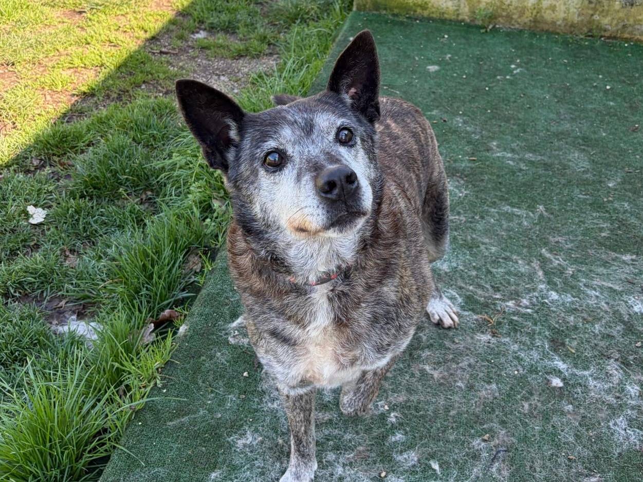 Adozione cane, maschio, Razza sconosciuta Razza sconosciuta, 13 anni e 3 mesi, taglia media contenuta, Caserta