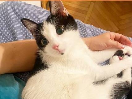 Adozione gatto, femmina, Razza sconosciuta Razza sconosciuta, 11 mesi, taglia non valida, Torino