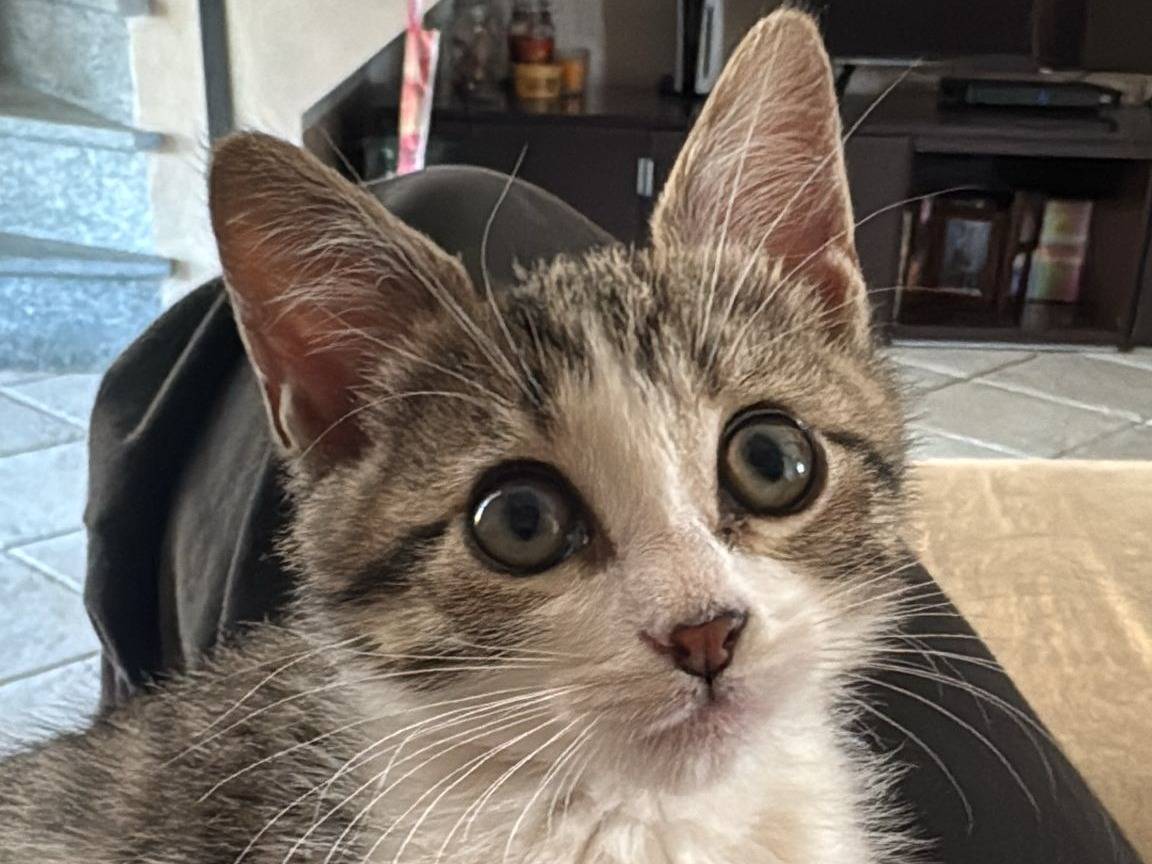 Adozione gatto, femmina, Razza sconosciuta Razza sconosciuta, 2 mesi, taglia non valida, Torino