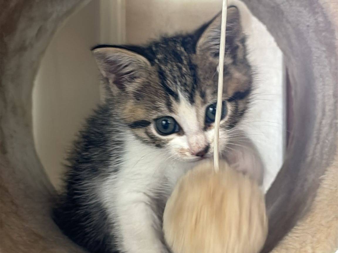 Adotta un gatto, taglia non valida, femmina, Torino