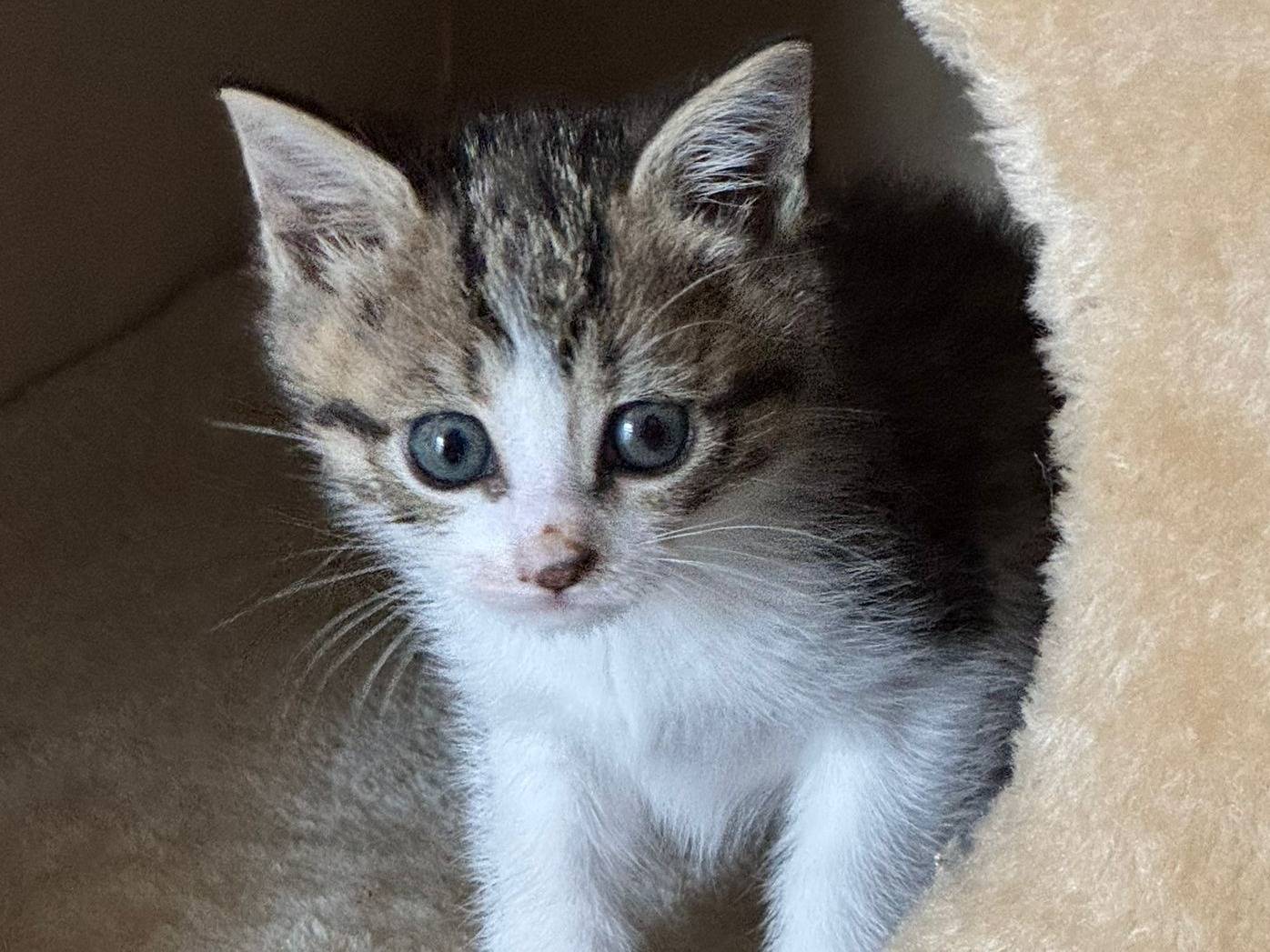 Adotta un gatto, femmina, 2 mesi, Torino