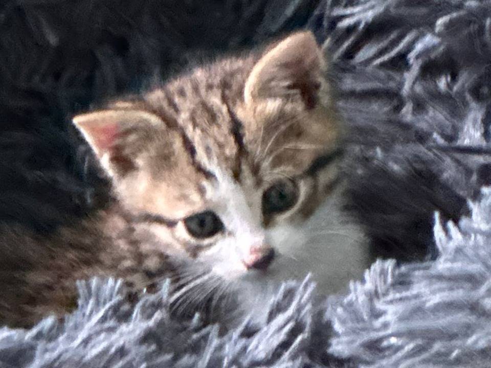 Vuoi adottare un gatto a Torino?